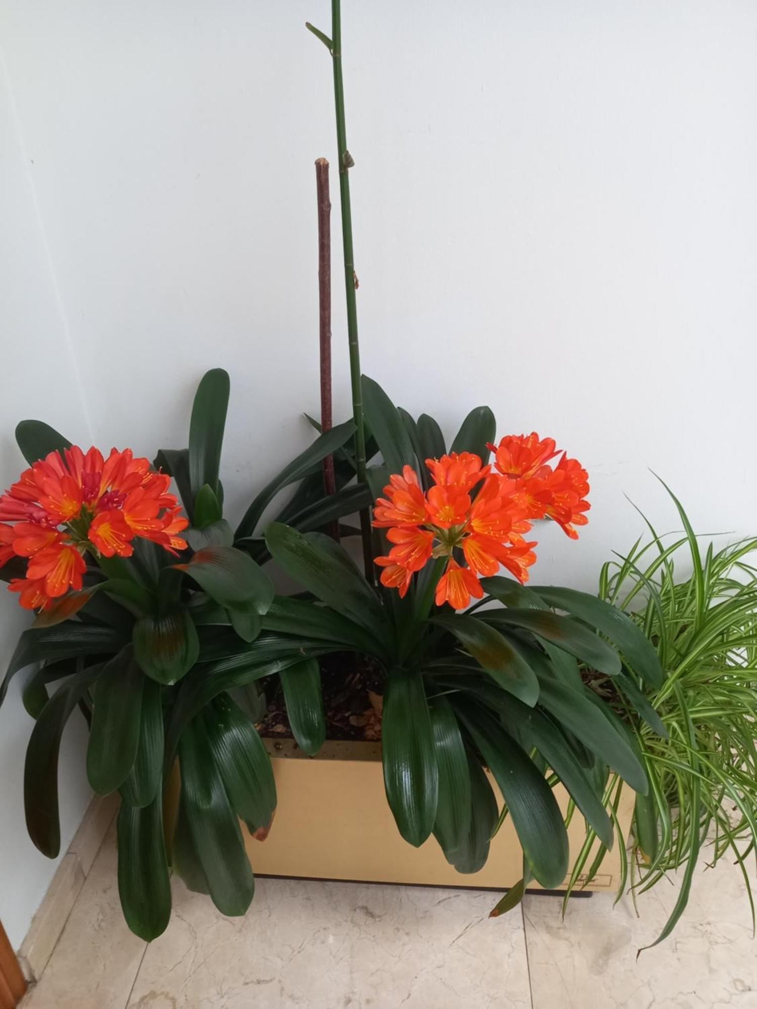 Apartamentos Rurales Llagumelon Villahormes Værelse billede